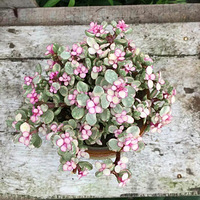 �������� ��������ͽ�� ��