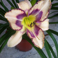 ССFLO��԰-�ļ���԰-@�ຼ134 ��� ע��Ҫ�� 2016May29