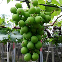 ���������԰