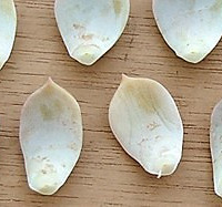 ����ֲ��Ҷ�己ֳ��������