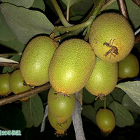 �ҵ�⨺�����״��