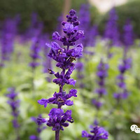 ���죬��Щֲ���������