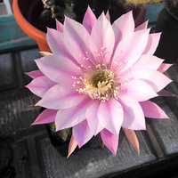 ����Ů�·�