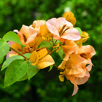 4�꿪��������÷