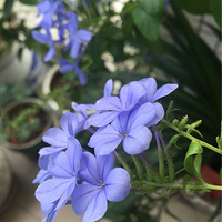 ʢ���ʻ���Ȼʢ��