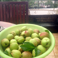 ��ɫ��԰�����ò����԰