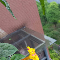 ��ɫ������