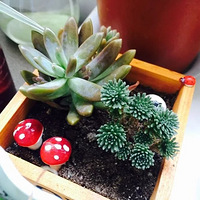 �İ�������