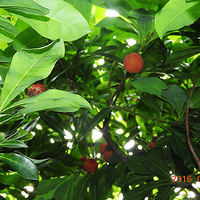 ���������ζ��