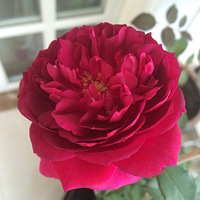 �������ˣ����ǰ��Ĳ�Ҫ��Ҫ��