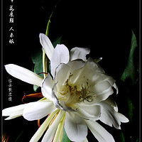 ʡ볾