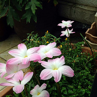 ǲʺ