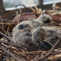 ڵȵ