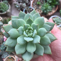 ��ɫ�����ཱུļ���