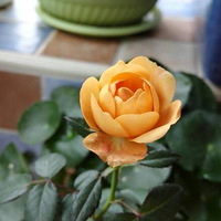 �л��й��������Ƿ��յļ���