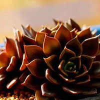 �������صĺ�ɫ����