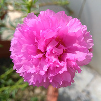 ̫�����ҵ�����