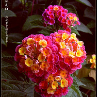 һ��㻨����һ����Ѥ�á�����ɫ÷