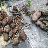 ���磬�Լ��ֵ�ެ�������