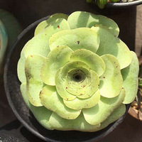 ����˵�������ˣ������ǣ�����ɫ