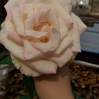 �����������������������໥�������еĻ�Ʒ��Ҳ��