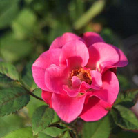 �����ҵ�������