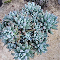 ��ɫϵ�ж���