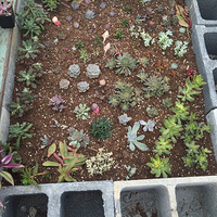 ����˽��С��