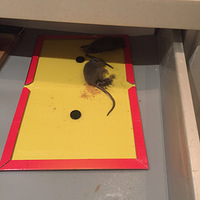 ��ޱ��԰���޷����Σ�������ʳ����ɵ�