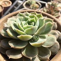 ˣ