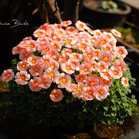 Blush