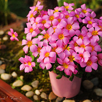 Coral*roseӽ