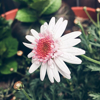 Ļ