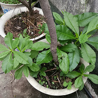 ˲