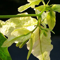 ƻʢ
