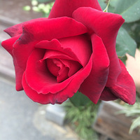 ģ