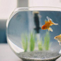 ������ʲô�ڼ��ã���Ұ���Щ��������