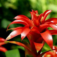 �������ذڷ�ʲôֲ��  ��ʲôֲ�������غÿ����вƣ�