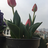 ǧǴ