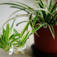 ��ʵ��Ӯ�ڱ�| ������ҫ��nanoe?����ȩ������