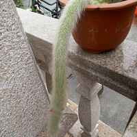 β