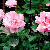 ���棬һƬҶ���ֳ�һƬ��԰��