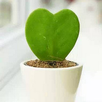 �ʺ��������ڼ���ġ�����ֲ����ÿ��ֺ�����