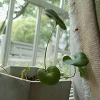 ���£��ڴ�������֮�󣬽�����˴�ʧɫ�������Ⲩ�������㻹��