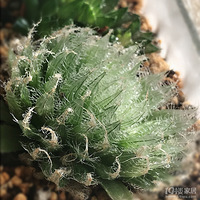 ʮ