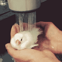 װԡʵ