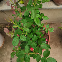 ��ϲ���и�������СԺ�ӣ������ֻ����������������ɹ̫��