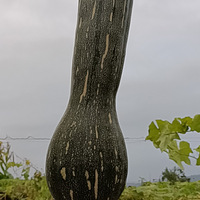 �ݶ���԰�ջ�������