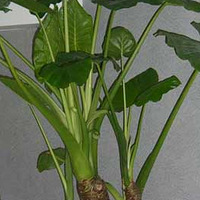 18��ֲ��������ڵĹ�Ч����ʵ��Ŷ~~��