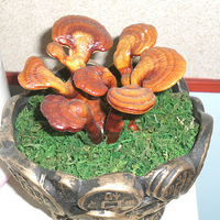 ����ɹ�Ҽҡ�+ССװ�δ��ͬ